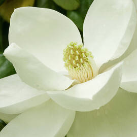 Magnolia Closeup by Earleliason