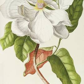 Magnolia Ii by Georg Dionysius Ehret