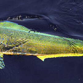 Mahi mahi by David Shuler