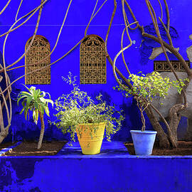 Majorelle Garden In Marakkesch, Morocco by Nicola Lederer