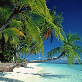 Maldives, Beach Paradise by Hp Huber