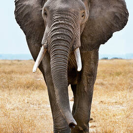 Male African Elephant Walking by Mike Hill