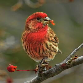 Male House Finch With Crabapple by Dale Kauzlaric