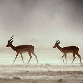 Male Impalas Walking In Dust Aepyceros by Anup Shah