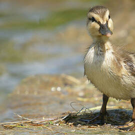 Mallard Duckling by Corinne Lamontagne