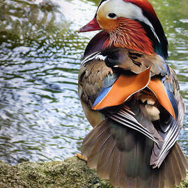Mandarin Duck by Digitaler Lumpensammler