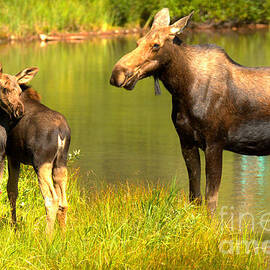Many Glacier Cow And Calf Moose by Adam Jewell