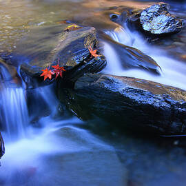 Maple Leaves In Stream by Samyaoo