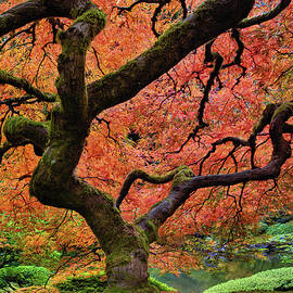 Maple Tree At Portland Japanese Garden by David Gn Photography