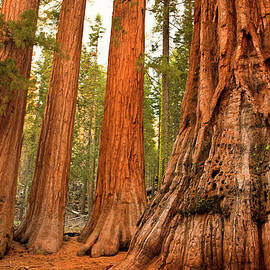 Mariposa Grove Trees by Pgiam