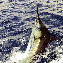Marlin with tag by David Shuler