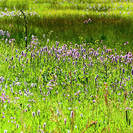 Marsh With Wild Flowers, National Park Near Sankt Oswald, Bavarian Forest, Bavaria, Germany by Ernst Wrba