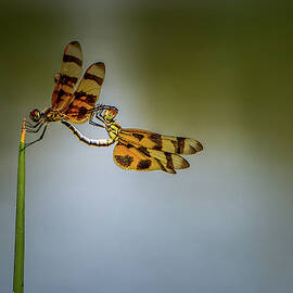 Mating Dragonflies by Joe Leone