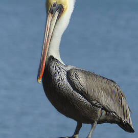 Mature Brown Pelican by Alan Vernon