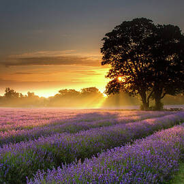 Mayfair Lavender At Sunrise by Getty Images