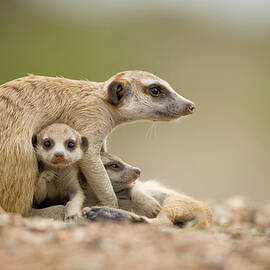 Meerkat Pups With Adult, Namibia by Paul Souders