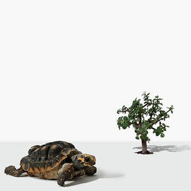Mini Tree And Turtle by Fotografias De Rodolfo Velasco