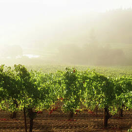 Misty Vineyard Sunrise by Donald gruener