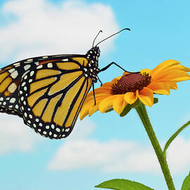 Monarch Butterfly On A Black Eyed Susan by Don Farrall