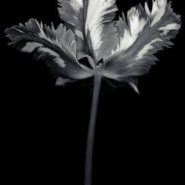 Monochrome Parrot Tulip With by Ogphoto