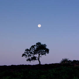 Moonrise Over Lone Tree by Doug Chinnery