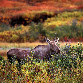 Moose, Denali Nat'l Park Preserve, Ak by Heeb Photos
