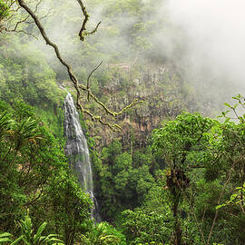Morans falls on Morans Creek in Gondwana Rainforests, Queensland, Australia by Miroslav Liska