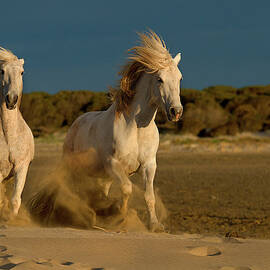 Morning Run On The Beach by A Debbie Dicarlo Photography