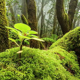 Moss In Cloud Forest by Reinhard Schmid