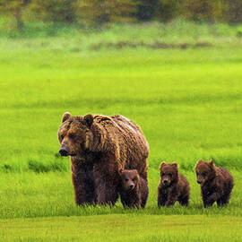 Mother Bear And Three Cubs by Feng Wei Photography