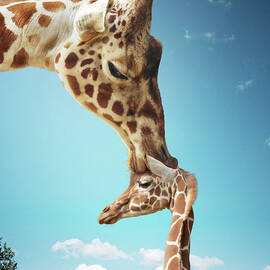 Mother Giraffe Nuzzling Calfs Head by Gandee Vasan