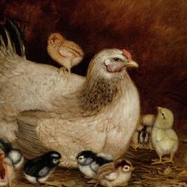 Mother Hen And Chicks by Ben Austrian