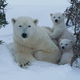Mother Polar Bear & Her Cub, Canada by Art Wolfe