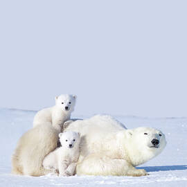 Mother Polar Bear With Cubs, Canada by Art Wolfe