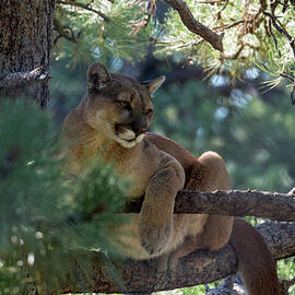 Mountain Lion, Felis Concolor by Mark Newman