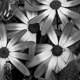 Multiple Daisies Flowers by Louis Dallara