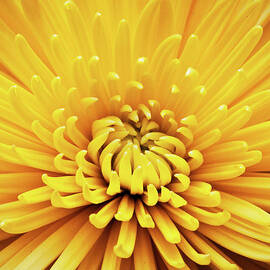 Mums, Close-up by William Andrew
