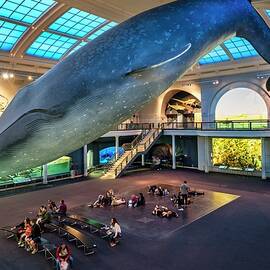 Museum Of Natural History, Nyc by Laura Zeid