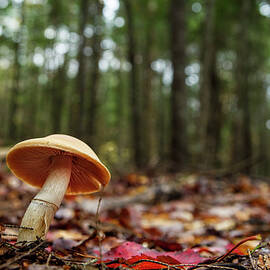 Mushroom Growing In Forest by Laszlo Podor
