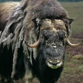 Musk Ox Ovibos Moschatus by Robert Maier