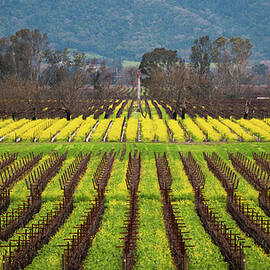 Mustard Bloom At Napa by By Sathish Jothikumar