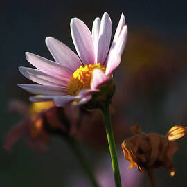 My Turn Today by Joe Schofield