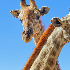 Namibia, Khomas, Windhoek, Two Giraffe by Helge Bias