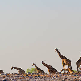 Namibia, Kunene, Okaukuejo, Group Of by Helge Bias