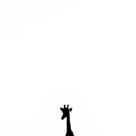 Namibia, Kunene, Okaukuejo, Silhouette by Helge Bias