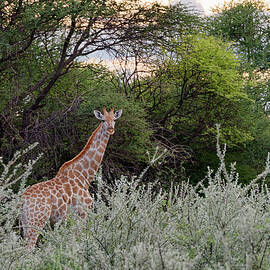 Namibia, Otjozondjupa, Giraffe Giraffa by Gunter Hartmann