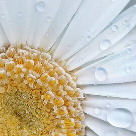 Natures Sunshine by Gail Shotlander