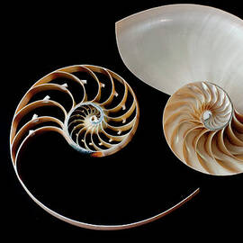Nautilus Yin Yang by By Ana Gassent