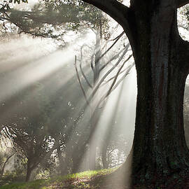 Nuovo Inizio by Joe Leone