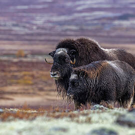 Norway, Innlandet, Muskox With Cub by Bernd Rommelt